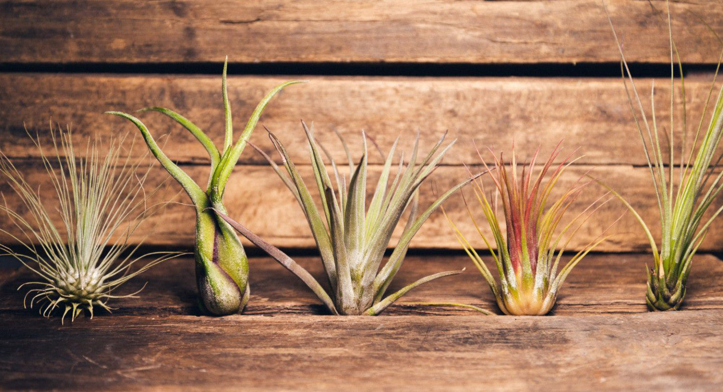 Decora y oxigena tu casa con plantas de aire